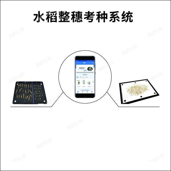 稻谷穗形粒數(shù)考種儀：水稻穗形粒數(shù)指標(biāo)測(cè)量，考種分析
